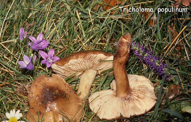 Tricholoma populinum-amf1867.jpg - Tricholoma populinum ; Syn: Tricholoma pessundatum var.populinum ; Nom français: Tricholome des peupliers